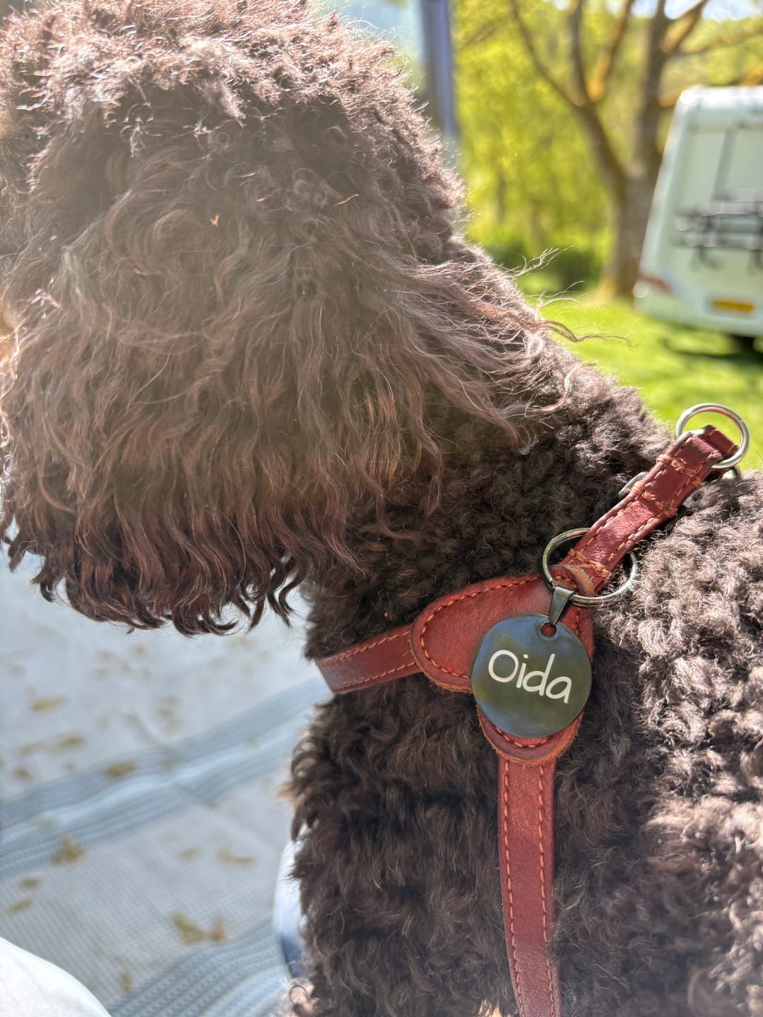 Customer photo review of Hundemarke mit Gravur, Name und Telefon personalisiert, rund, 25mm oder 30mm in verschiedenen Farben