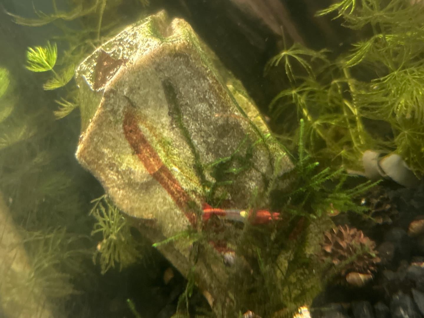 Customer photo review of Red Rili Shrimp