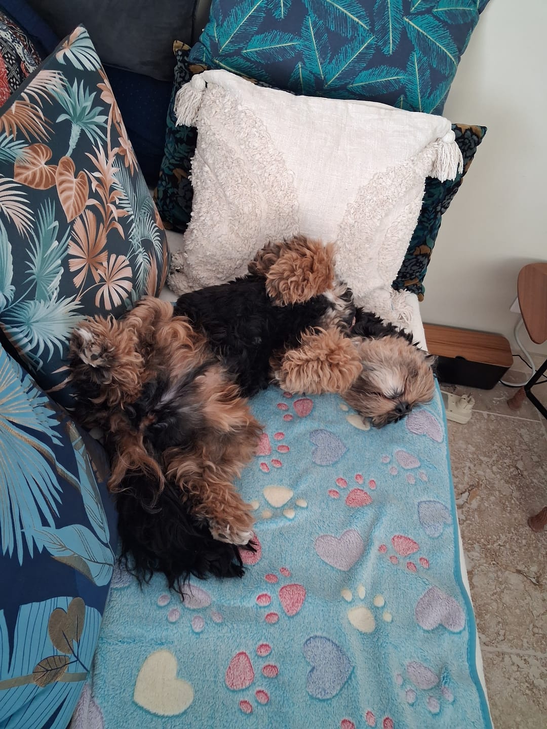 Customer photo review of Terrines BIO au poulet et aux petits pois carottes (Chien adulte)