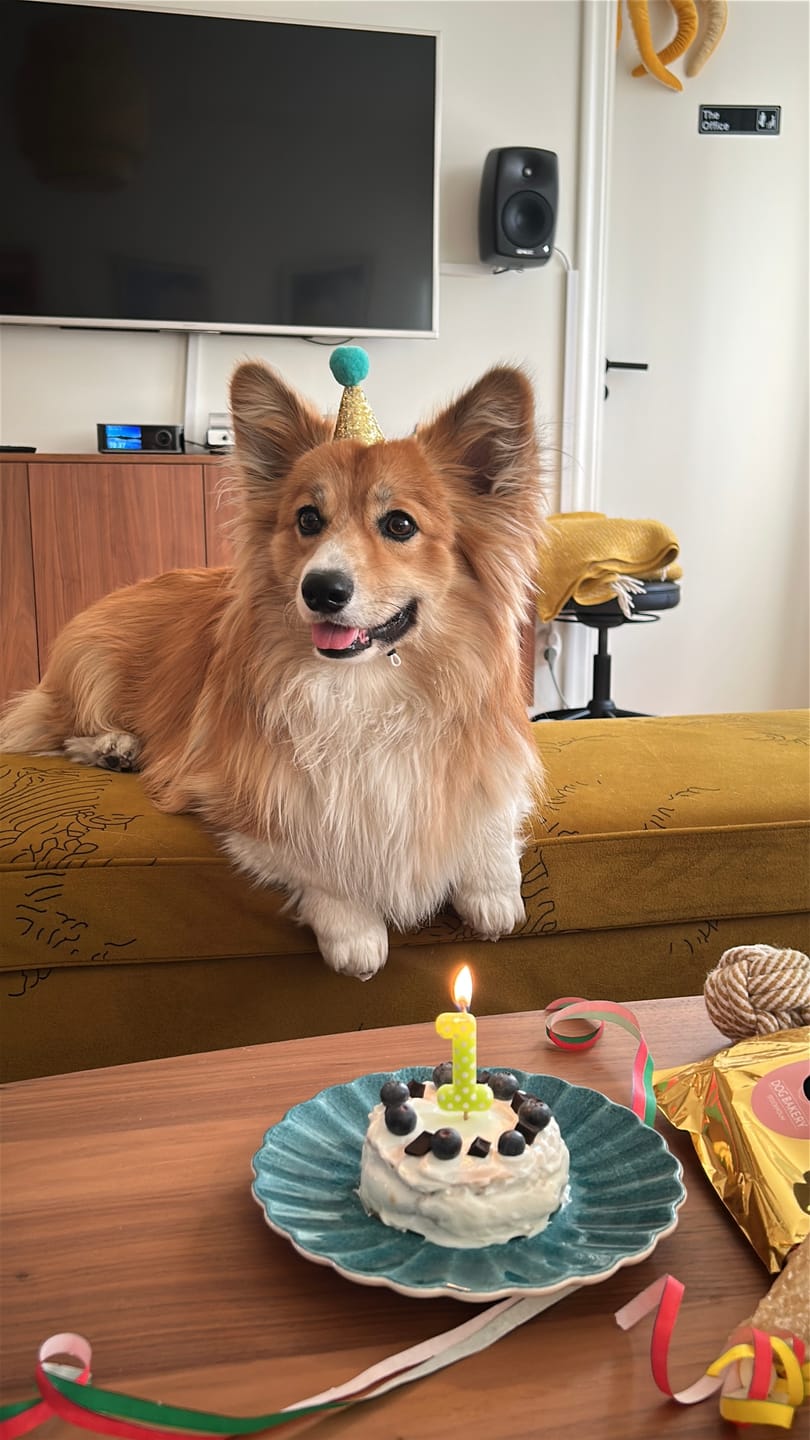 Customer photo review of Partyhatt för hund | Pet Party Hat