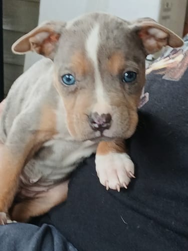 Close-up of the customer's blue-eyed, merle puppy being held.