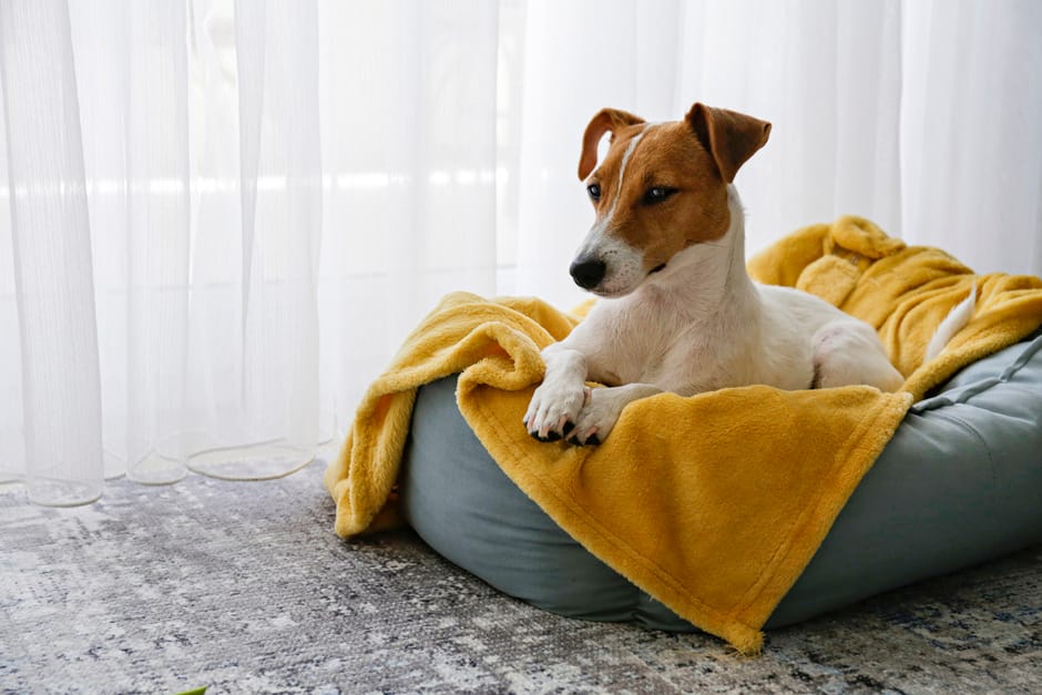 Customer photo review of CanStop: Enseña a tu perro en 3 días a no ladrar tanto sin causarle dolor