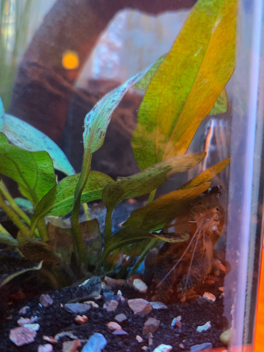 Customer photo review of Shadow Panda Shrimp