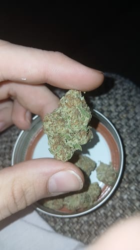 Customer photo review of Blueberry Muffin THCA Flower