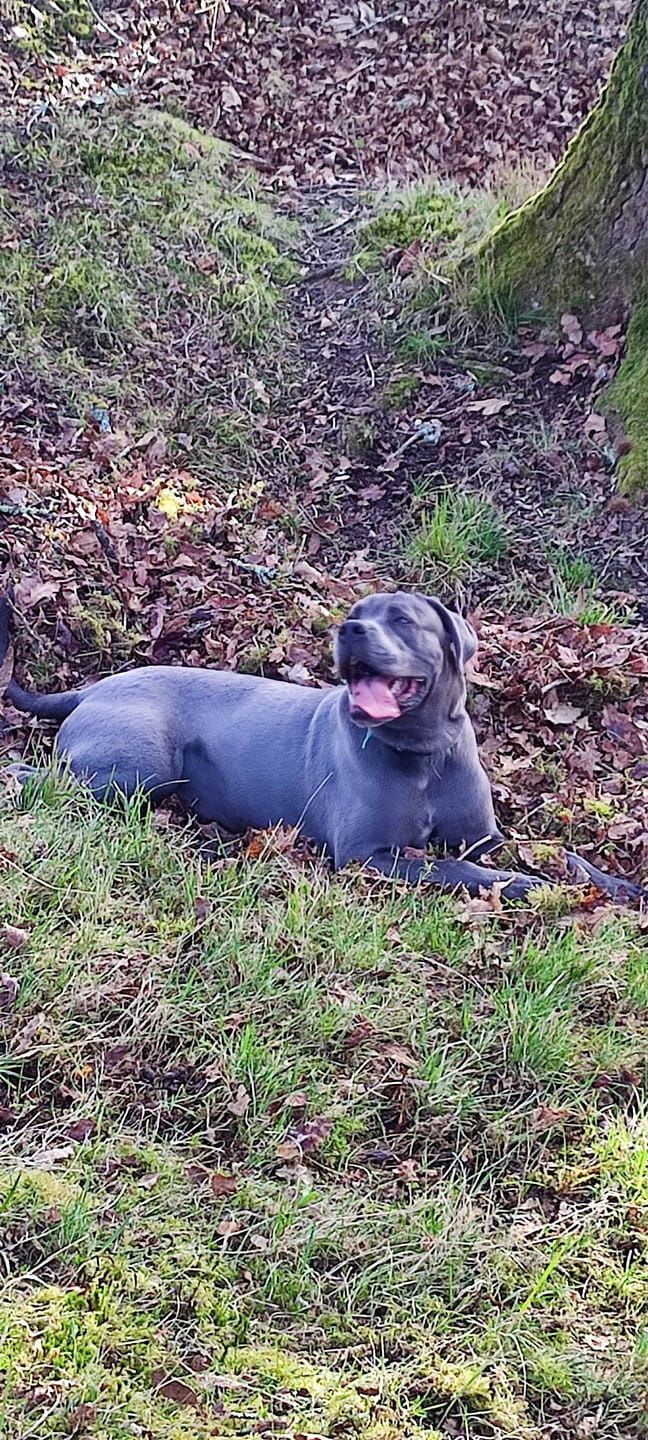 Customer photo review of Grain Free Giant Puppy