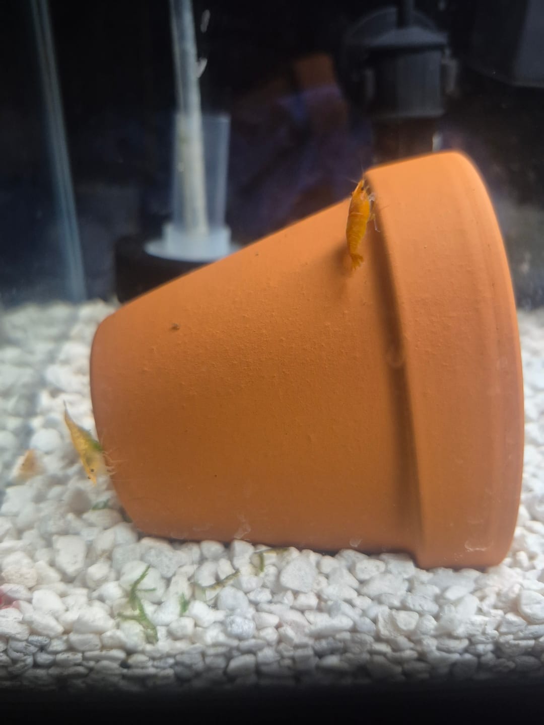Customer photo review of Orange Sunkist Shrimp