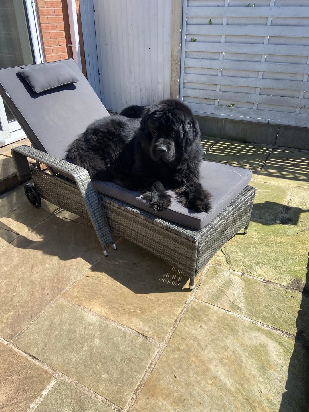 Customer photo review of collagen for dogs