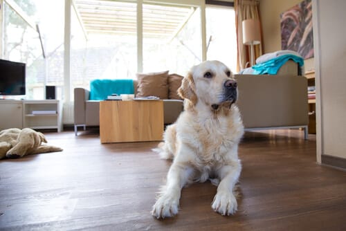 Customer photo review of CanStop: Enseña a tu perro en 3 días a no ladrar tanto sin causarle dolor