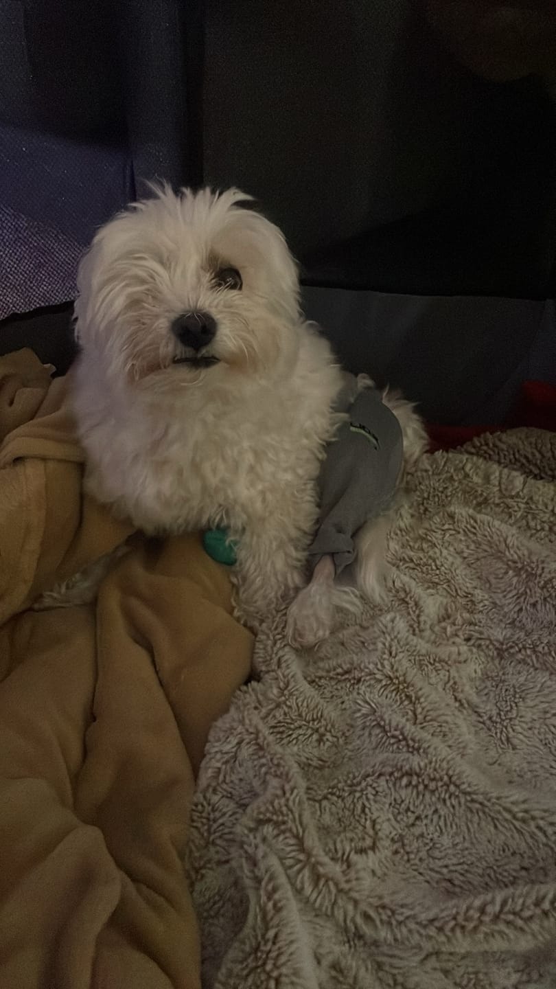 Customer photo review of Lick Sleeve