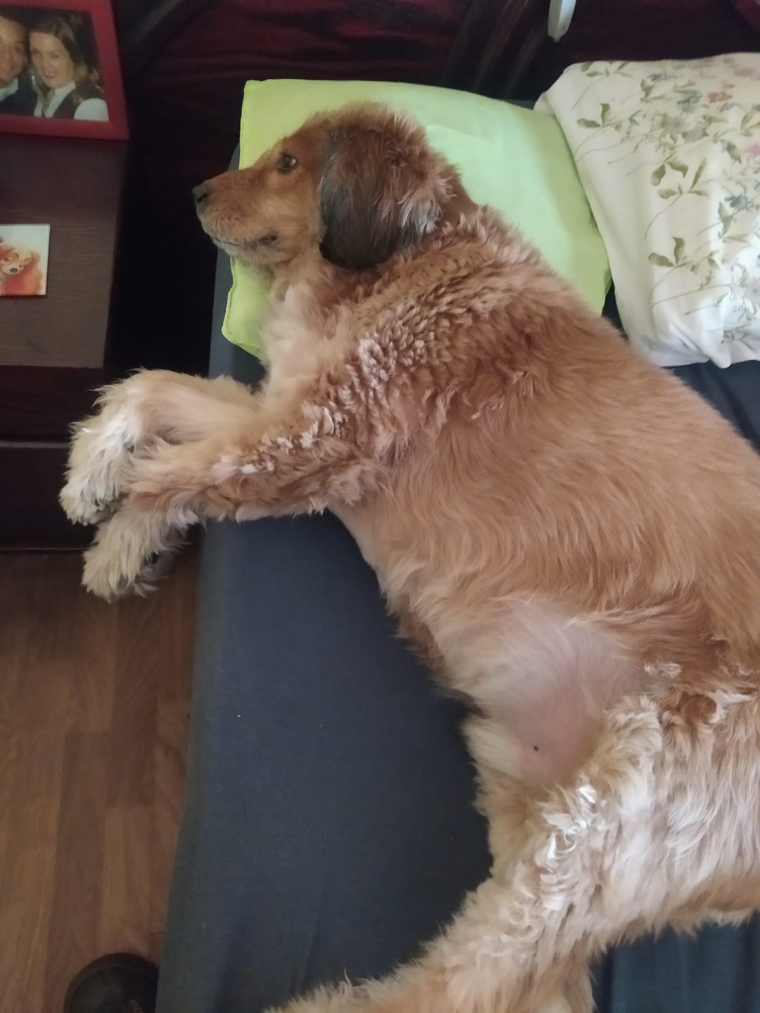 Customer photo review of PetFamily Foods Grain Free
