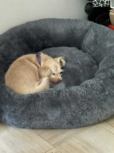 Opinión de un cliente que muestra a su perrita acurrucada en la Cama Antiestrés para Perros, que es gris y afelpada.