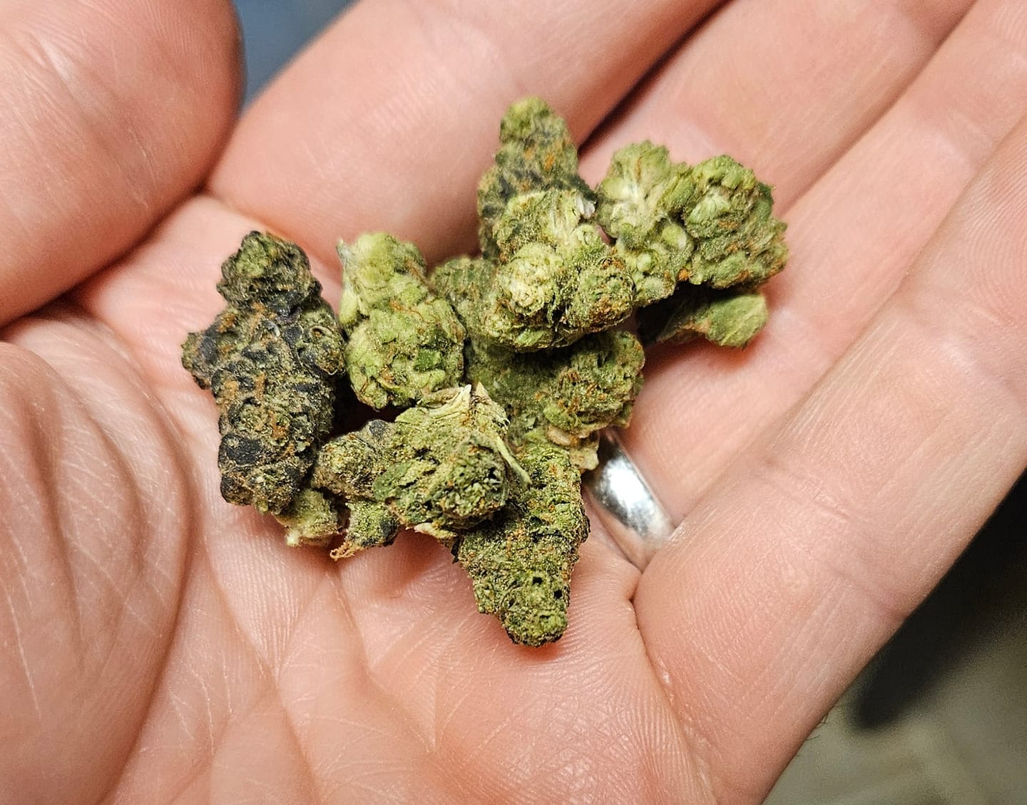 Customer photo review of Value Indoor Smalls