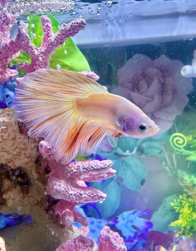Customer's beautiful Pink Halfmoon Betta Fish swimming in a decorated aquarium.