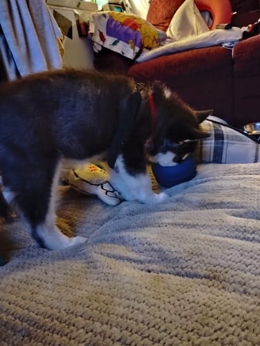 Customer photo review of FreezJumbo™ – Our Biggest & Toughest Enrichment Toy Ever