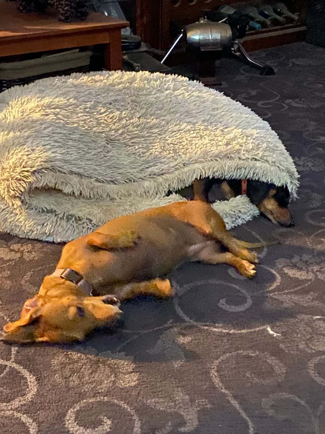 Customer photo review of Pet Cave Dog Bed - Removable Cover