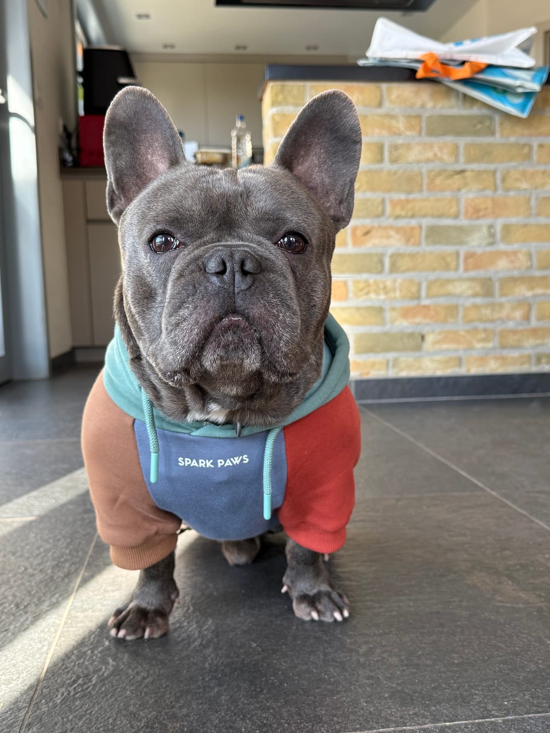 Customer photo review of Alpine Dog Hoodie