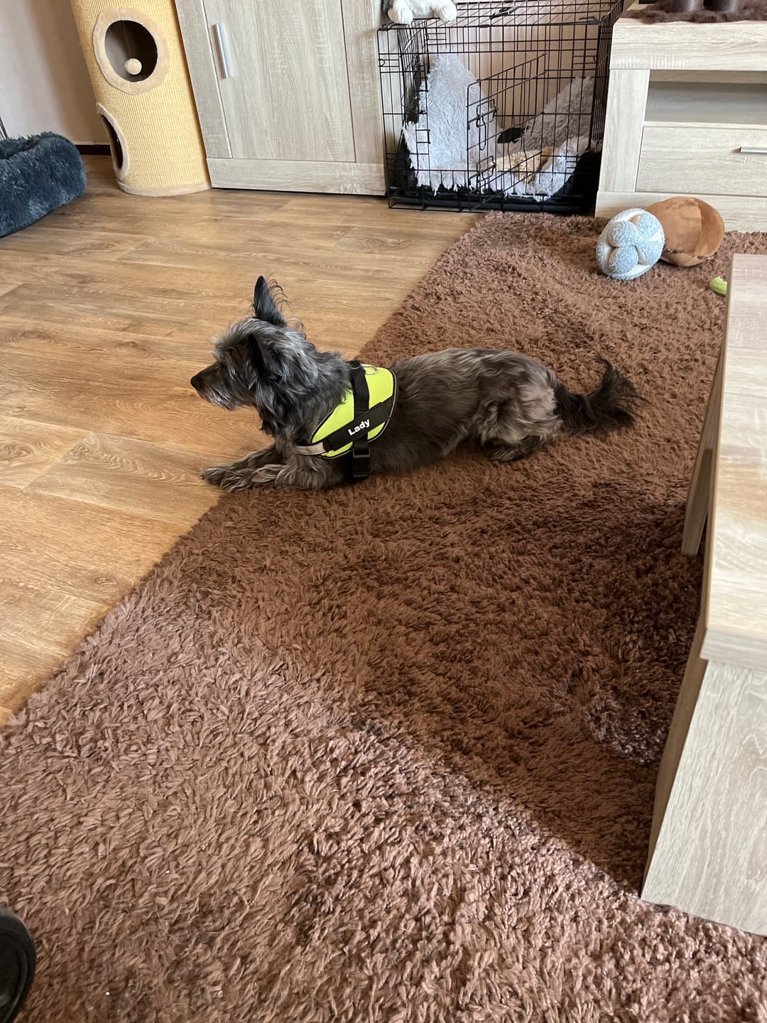 Customer photo review of PawGuard - Gepersonaliseerd Hondentuigje