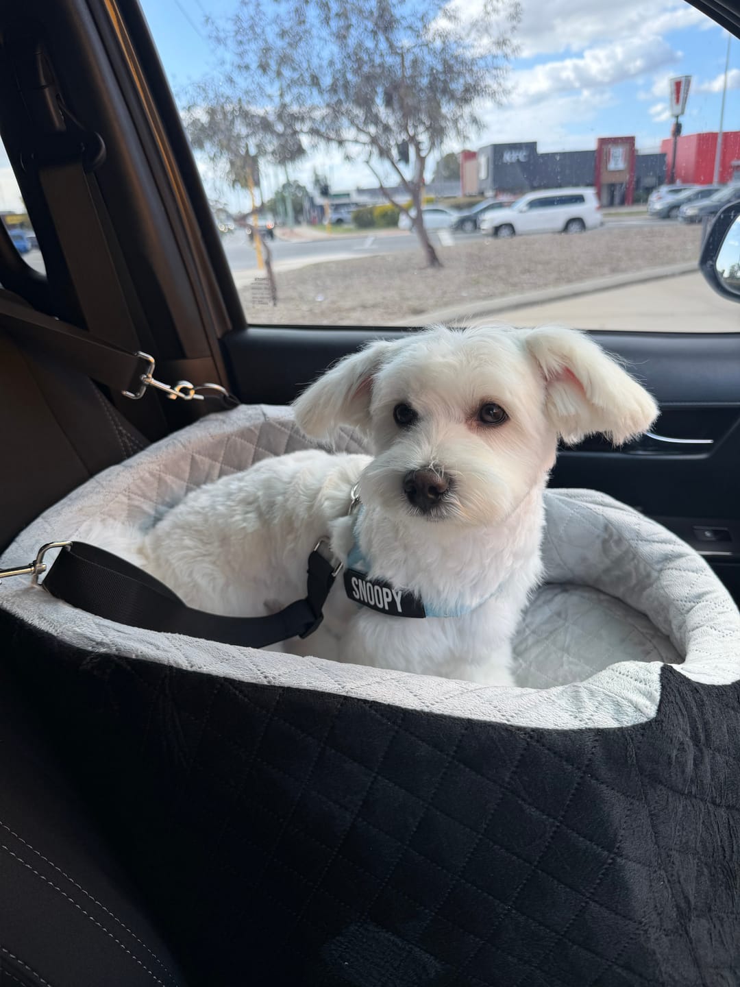 Customer photo review of Dog Car Booster Seat