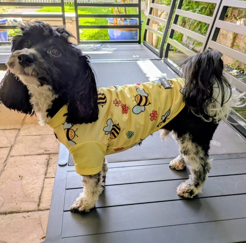 Reviewer's small Moodle wears the yellow Sunblock Dog T-Shirt with a bee print.