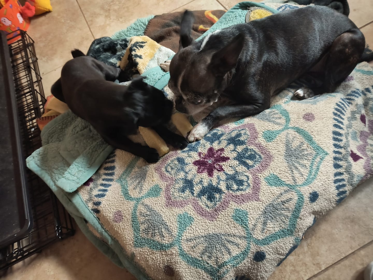 Customer photo review of Banana Yak Chews