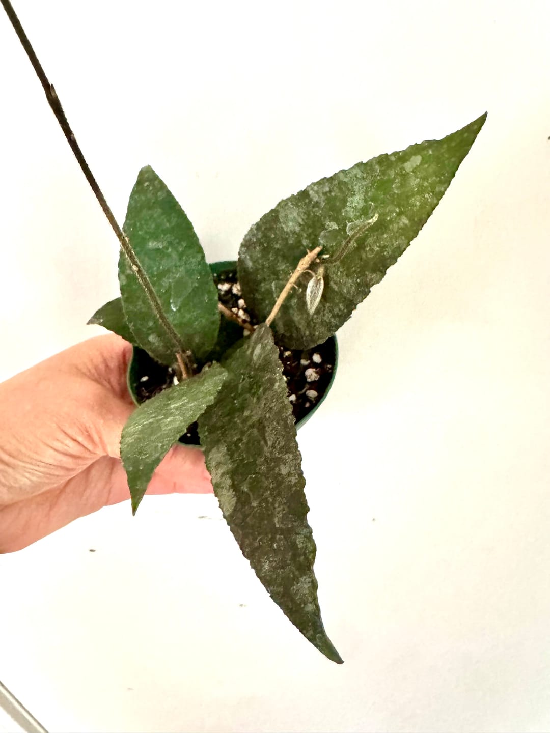 Customer photo review of Hoya caudata