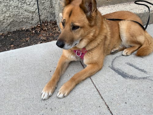 Customer photo review of Duck Necks - Frozen Raw Dog Treats - Big Country Raw