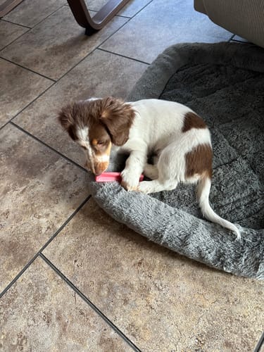 Customer's small puppy chewing a Long-Lasting Yak Chew on a gray dog bed.