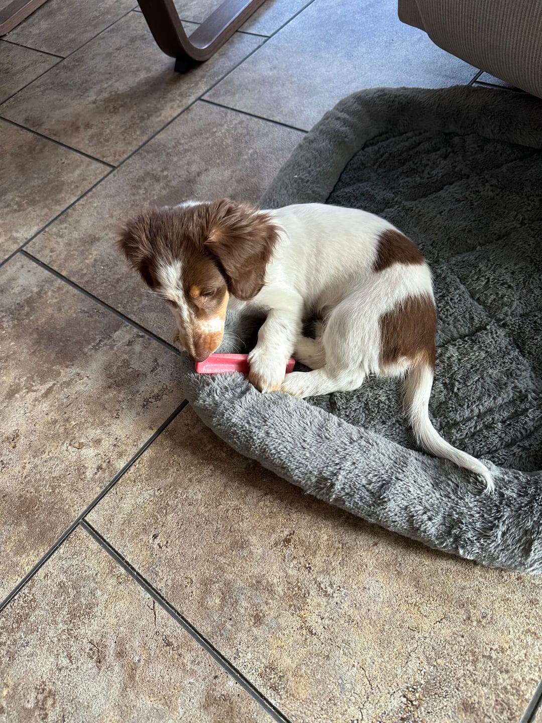 Customer photo review of Long-Lasting Yak Chews — 4 Flavor Pack