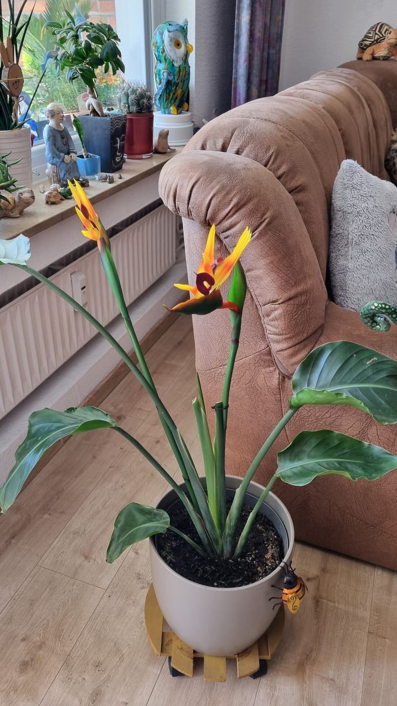 Customer photo review of 80 cm künstliche Strelitzien – für Heim, Garten, Büro, Veranda & Hochzeitdekoration