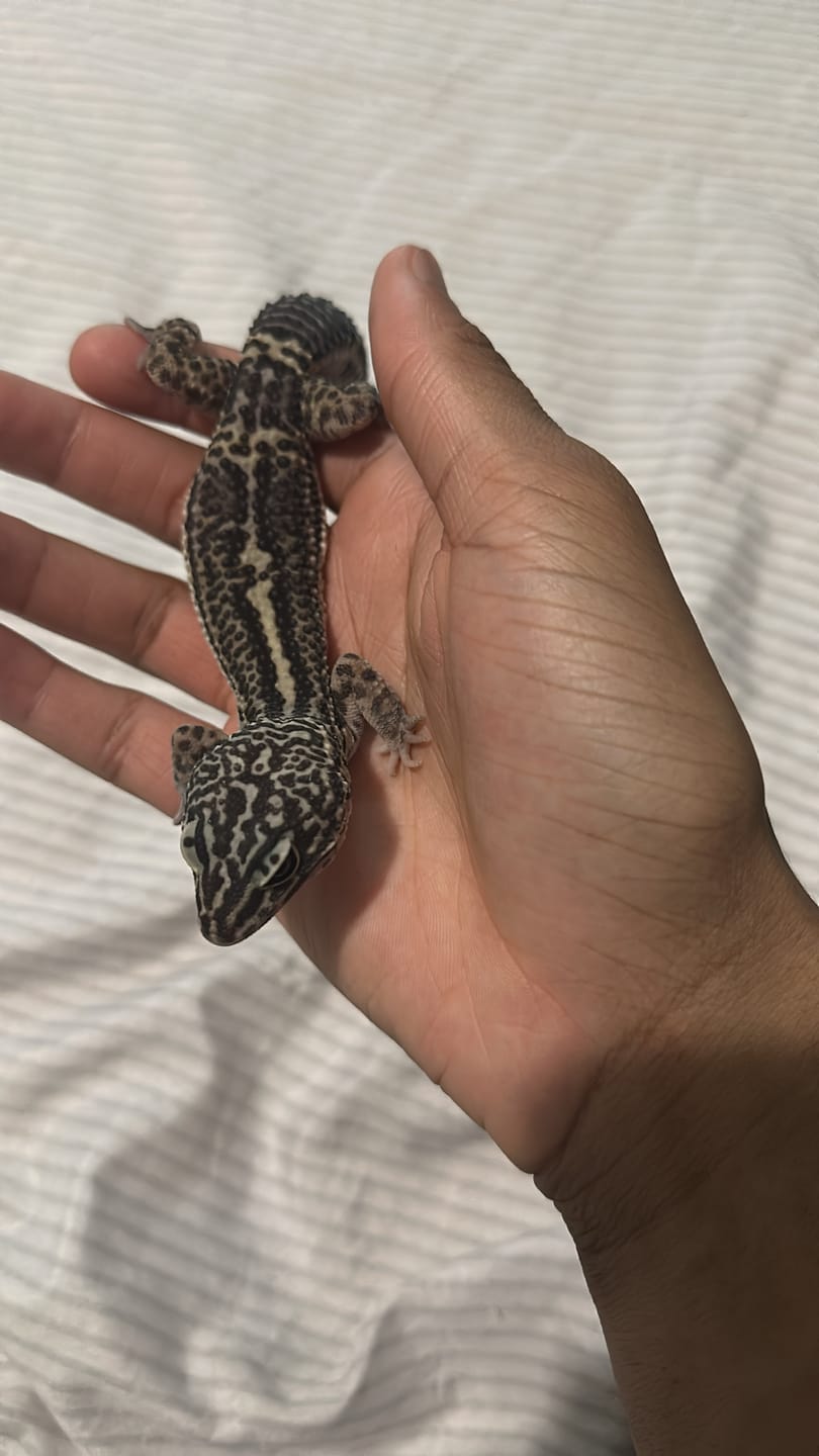 Customer photo review of Male 75% Black Night 25% Afghanicus Lavender (B-Tier)