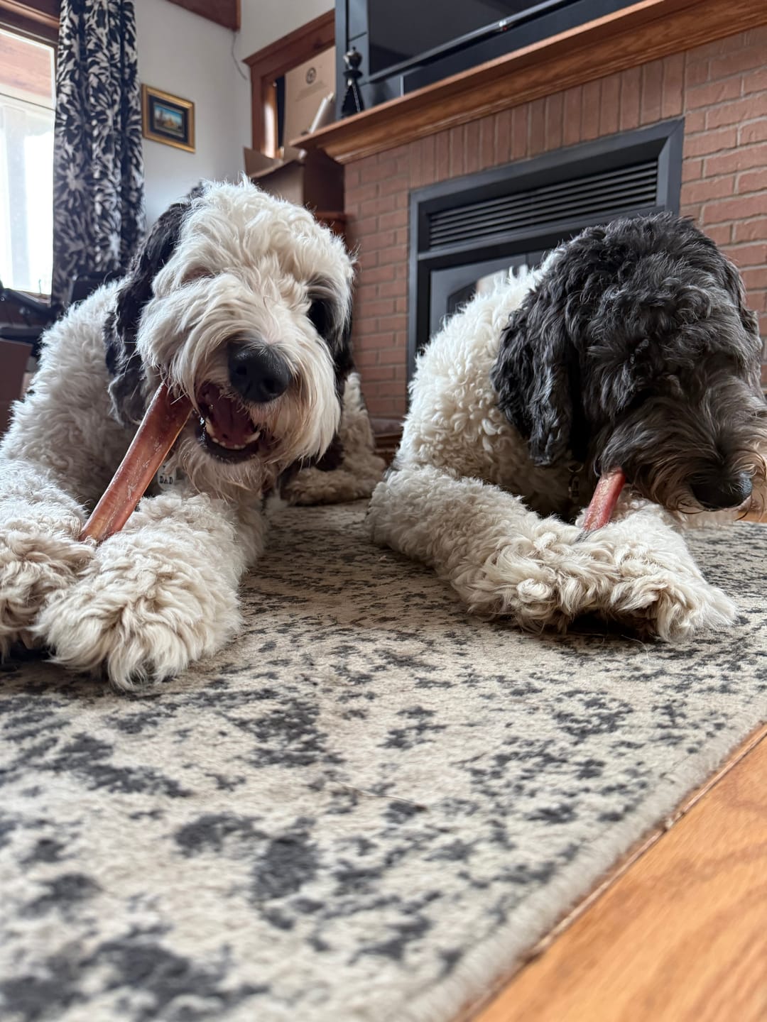 Customer photo review of 12 Inch Jumbo Bully Stick