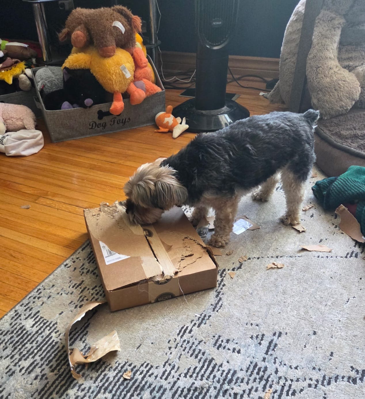 Customer photo review of 12 Inch Standard Bully Stick