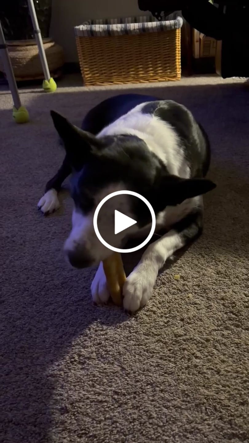 Customer video review of Gift Bundle: 2 Large Yak Chews and a 6" Hickory Smoked Bully Stick