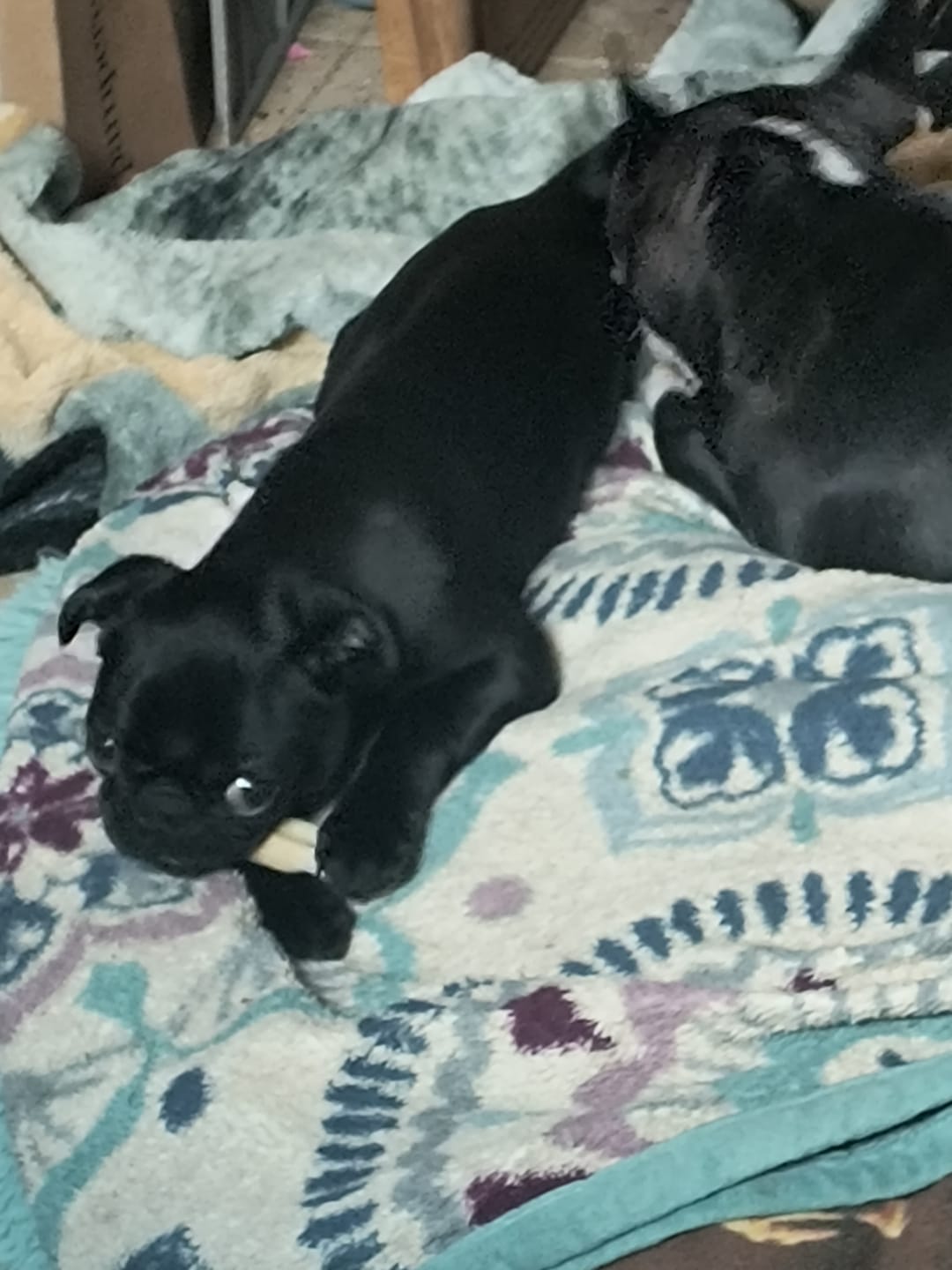 Customer photo review of Coconut Yak Chews