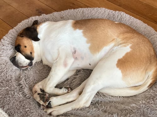 Customer photo review of Puppery Hundebett Wolke 7 - Das Original