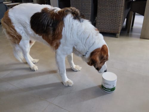 Le chien d'un client renifle un pot de Complément articulations (poulet) posé sur le sol.