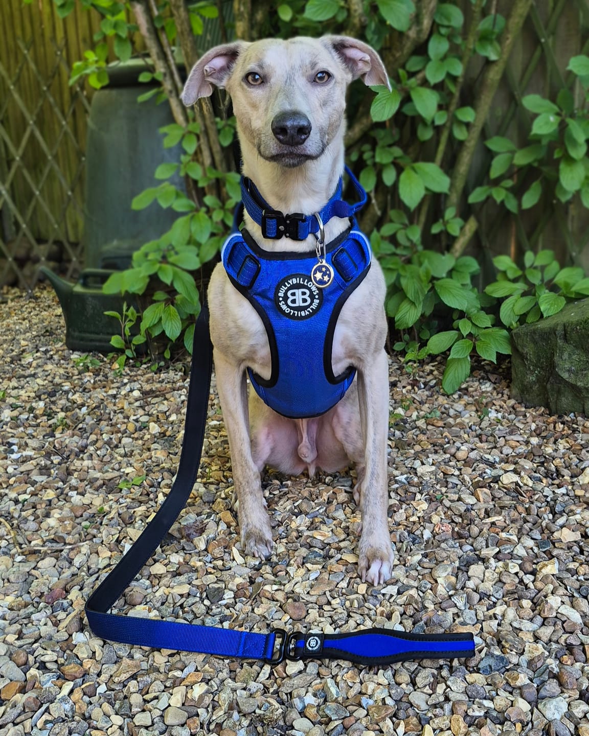 Customer photo review of Comfort Premium Harness | Non Restrictive - Blue