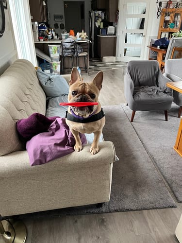 Customer's dog standing on a couch holding the small, red frisbee gift in its mouth.