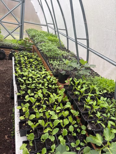 Customer photo review of Continuum™ Microbial Inoculant