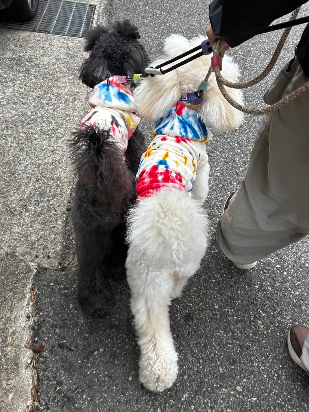 Customer photo review of Found My Animal Studio Splatter Sweatshirt, Henri