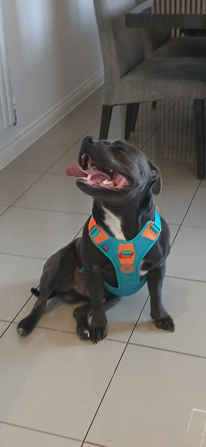 Customer photo review of Anti Pull Hurricane Harness Lighter | With Handle - Turquoise X Orange