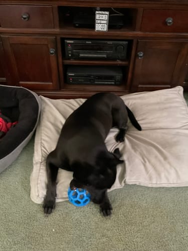 Customer photo review of FreezJumbo™ – Our Biggest & Toughest Enrichment Toy Ever
