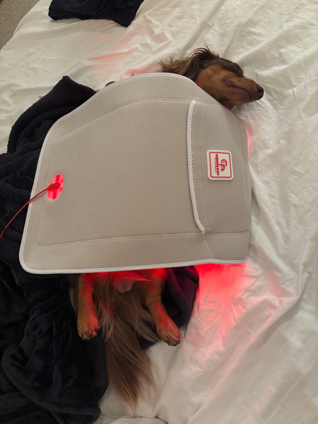 Customer photo review of Red Light Therapy Large Pad Pro (Small-Large sized dogs)