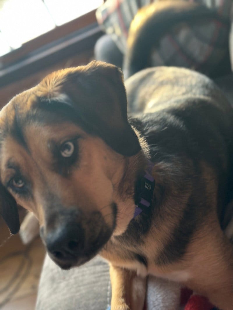 Customer photo review of FI Martingale Collar