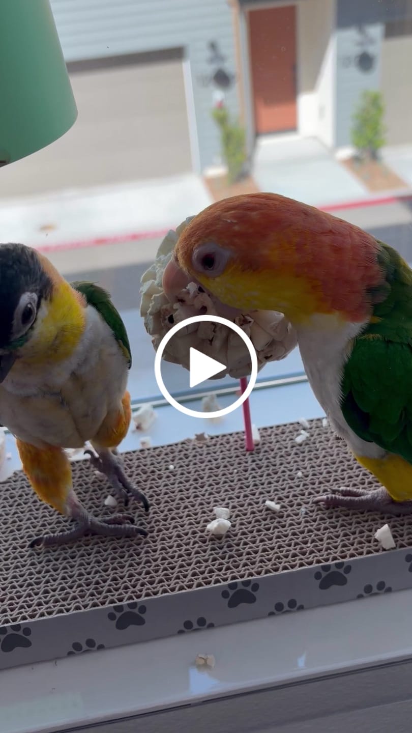 Customer video review of Belle of the Ball by Cheep Thrills Bird Toys