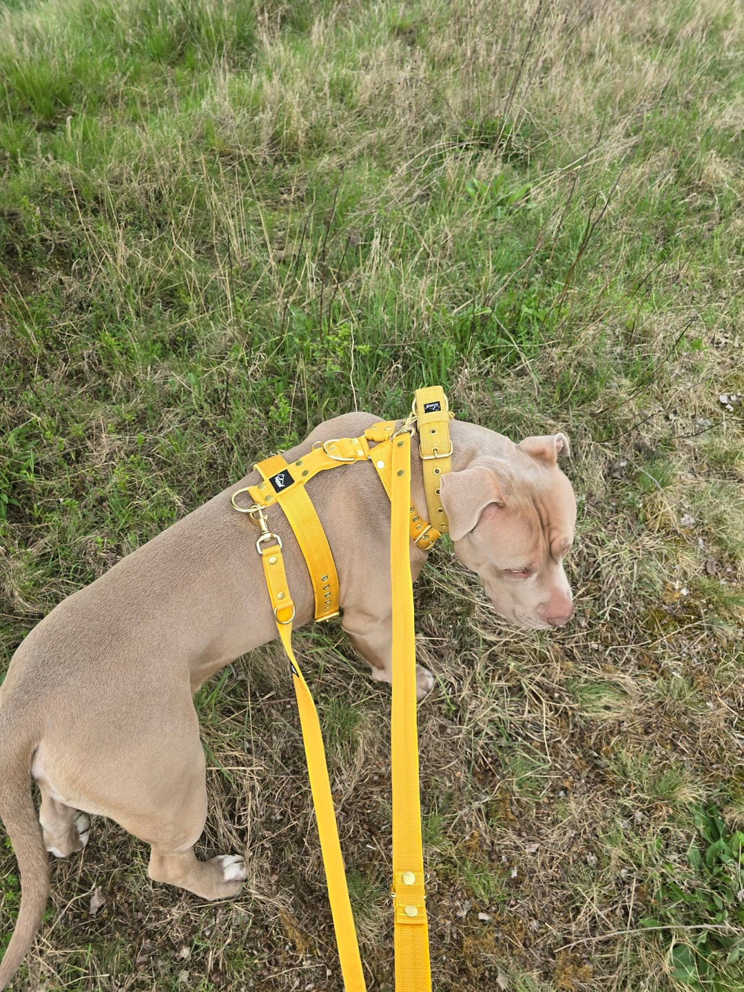 Customer photo review of Multileash Golden Gold Yellow - Justerbart multikoppel