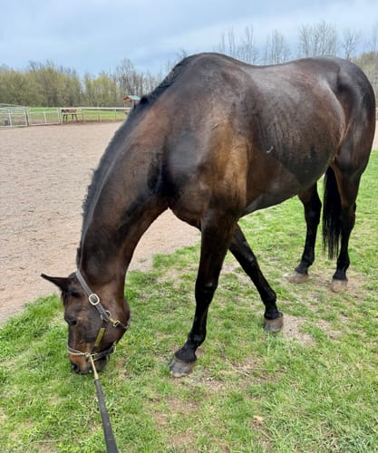 Customer photo review of Digestive HP