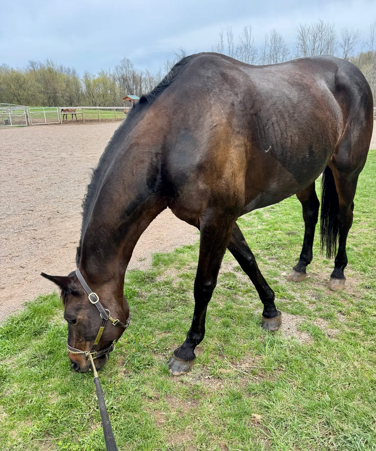 Customer photo review of Digestive HP