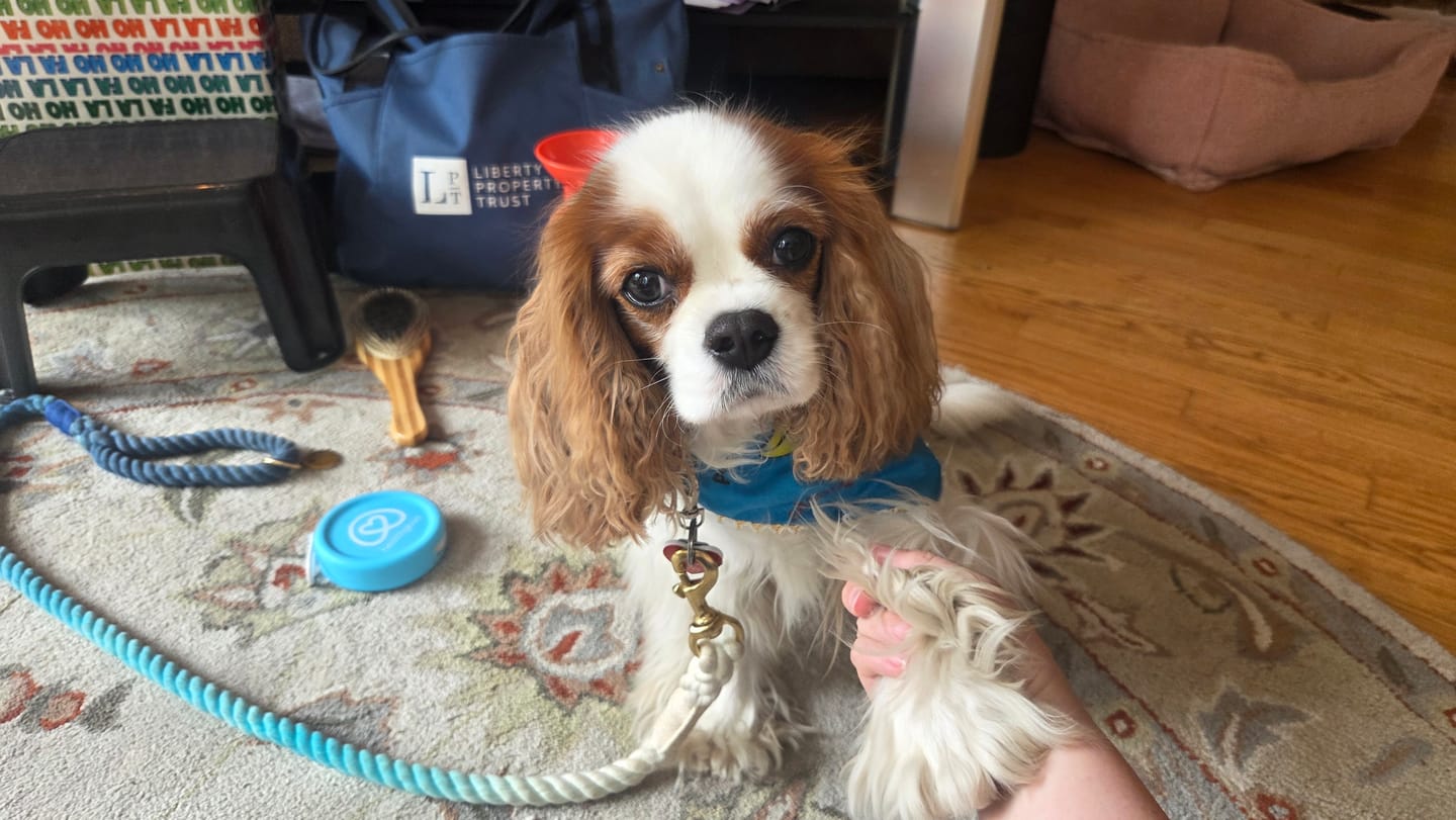 Customer photo review of Chicken Mini Training Treats