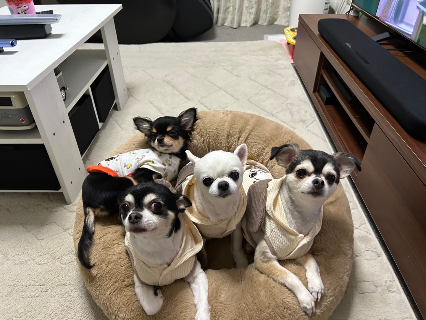 Customer photo review of マイラ 日本製クッションベッド